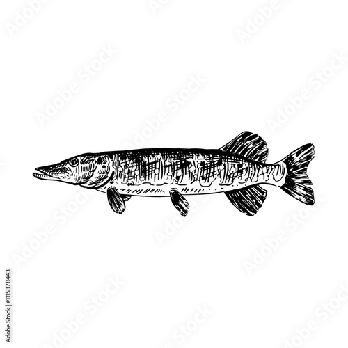 illustration of freshwater pike fish