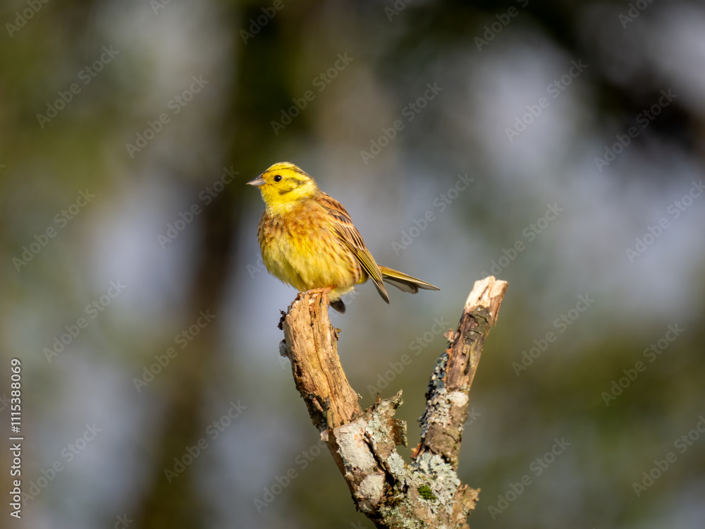 Obraz premium Goldammer (Emberiza citrinella)