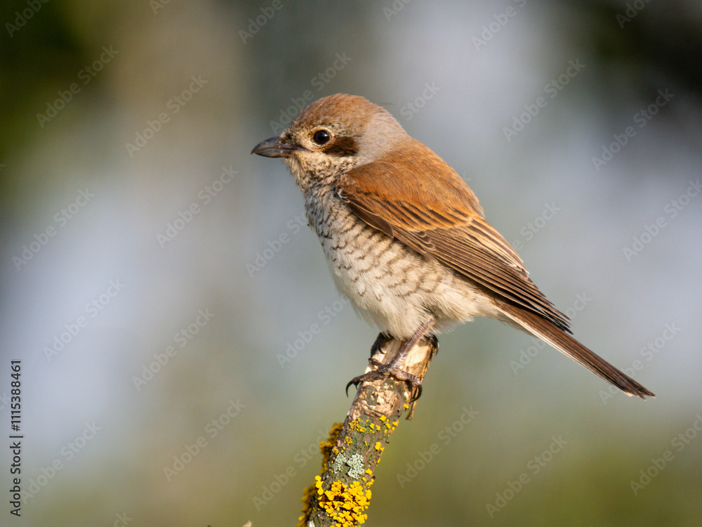 Fototapeta premium Neuntöter (Laius collurio) oder Rotrückenwürger