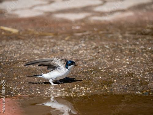 Mehlschwalbe (Delichon urbicum) photo