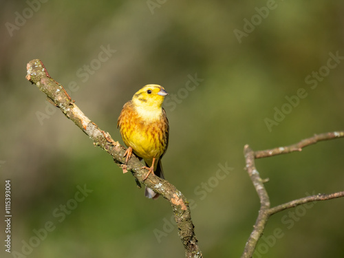 Goldammer (Emberiza citrinella) photo