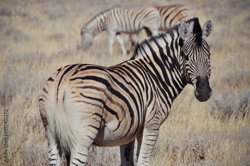 A herd of wild zebra in Africa