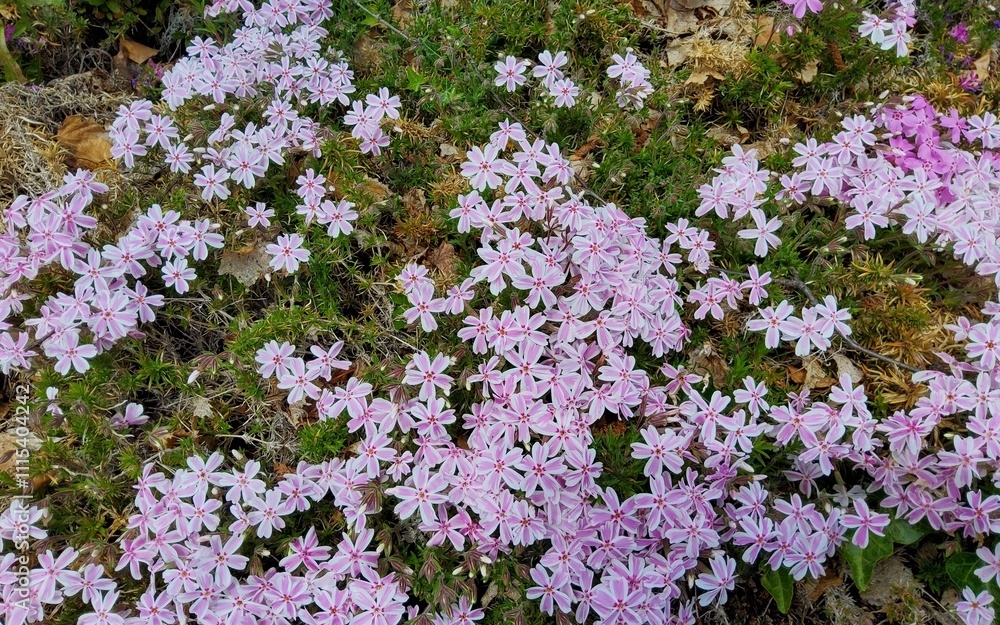 Flowers Flowers