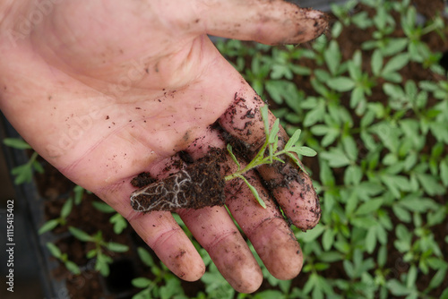 Agronomist holds tomato seedlings in hand. on background, The process of planting seedlings. Planting young tomato sprouts. Breeding and growing plants. Gardening and agriculture. agronomist plants to