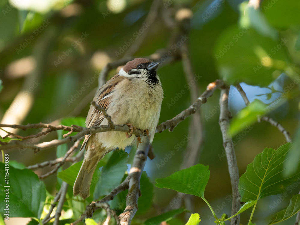 Obraz premium Feldsperling&nbsp;oder&nbsp;Feldspatz&nbsp;(Passer montanus)