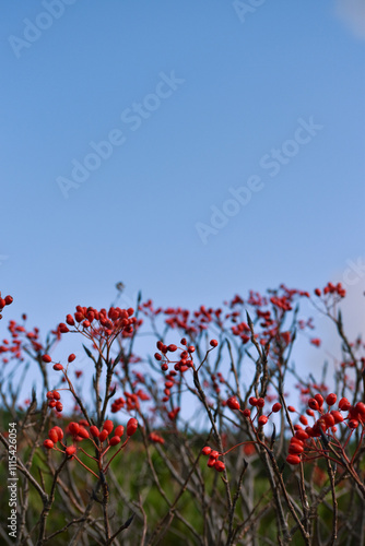 Red berry fruits on the tree at Asahi-dake mountain in hokkaido with blue sky background