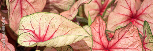 Panorama of leaves of a bicolor variety of Angel Wings (Caladium)