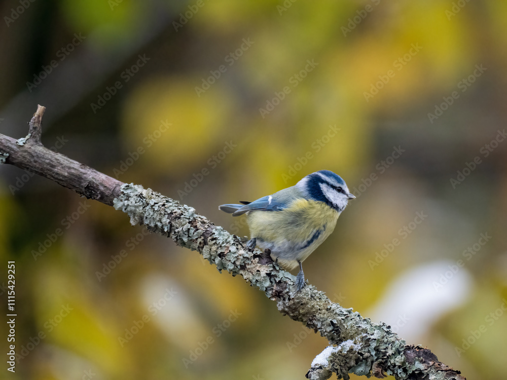 Obraz premium Blaumeise&nbsp;(Cyanistes caeruleu)