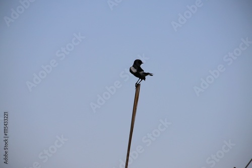 A Eurasian magpie sits on top of a log in windy weather. Bird sitting on dry tree branch. silhouette of monochrome colored bird on blue sky background in the evening. Beautiful 4k Footage.