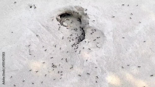 An ant hole in a Pakistani house. Little black ants are running on the ground. Worms crawl into the hole. A colony of small black ants. A family of ants is busy gathering food in summer. Slow motion
