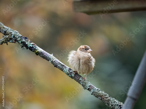 Buchfink (Fringilla coelebs)    photo