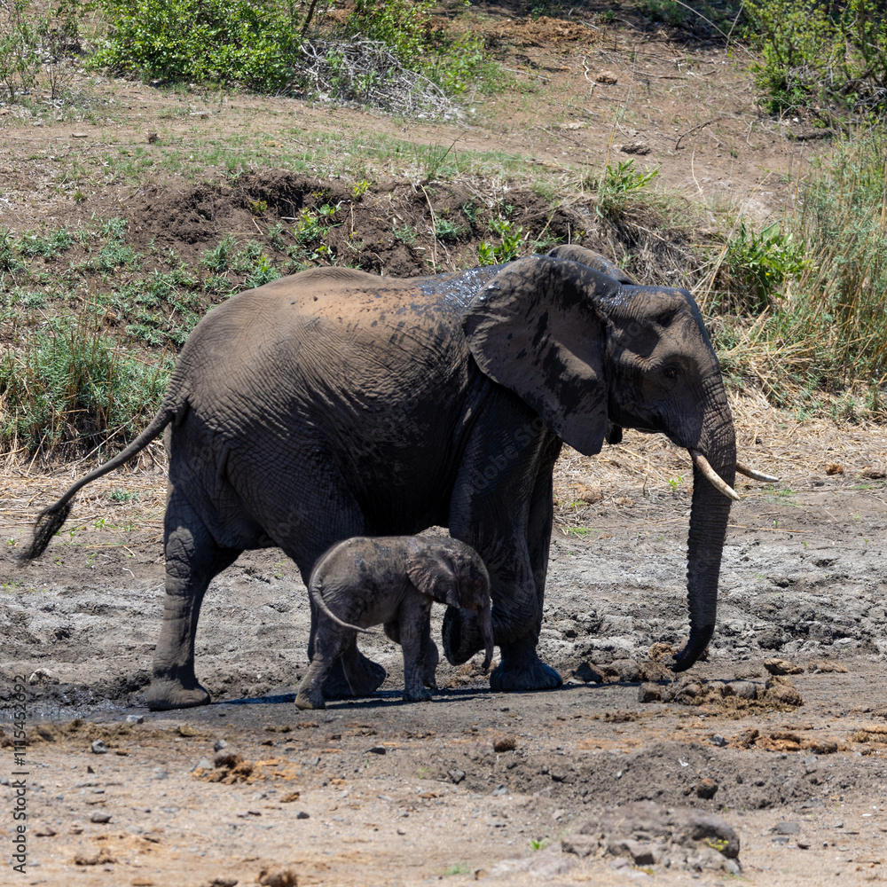 Fototapeta premium African elephant cow with a small calf