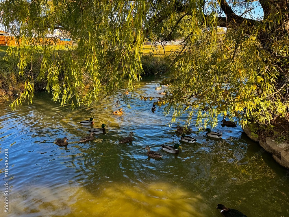 autumn in the park with ducks in a pond autumn in the park with ducks in a pond