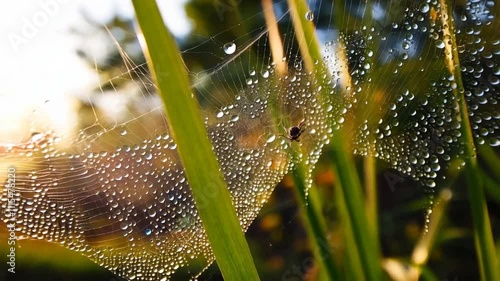 Spider in a web with dew drops in the early morning photo