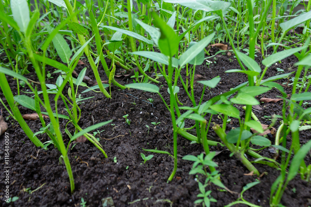 Green Water Spinach Plant on Textured Soil in Artificial Garden in Asia Green Water Spinach Plant on Textured Soil in Artificial Garden in Asia