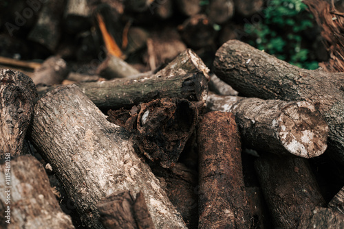 In the background, a brown stack of firewood, cut logs with rich texture, stands proudly, showcasing nature's beauty and the timber harvested from a sturdy tree.