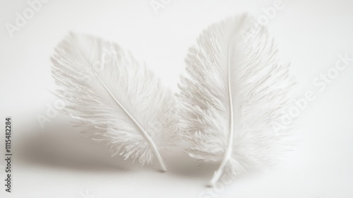 Two white ostrich feathers on white background. photo