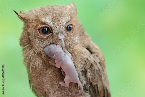 A young Javan scops owl preys on a baby mouse in a wildflower. This nocturnal bird has the scientific name Otus lempiji. photo