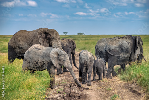 Simiyu is an administrative region of Tanzania. It was created in March 2012, being until then part of the Shinyanga Region. Its capital is the city of Bariadi. photo