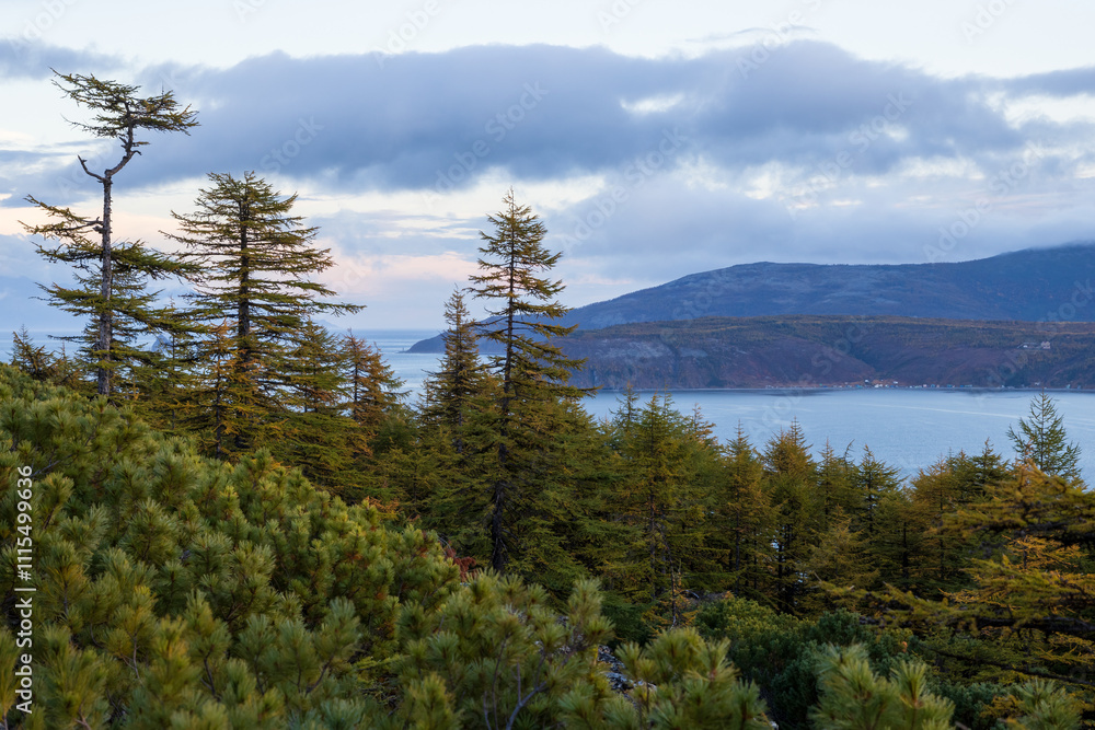 Naklejka premium Evening autumn landscape. View of larch forest, sea bay and mountains. Travel and hiking in nature. Ecological tourism and outdoor recreation. Beautiful northern nature. Autumn season. Cloudy weather.