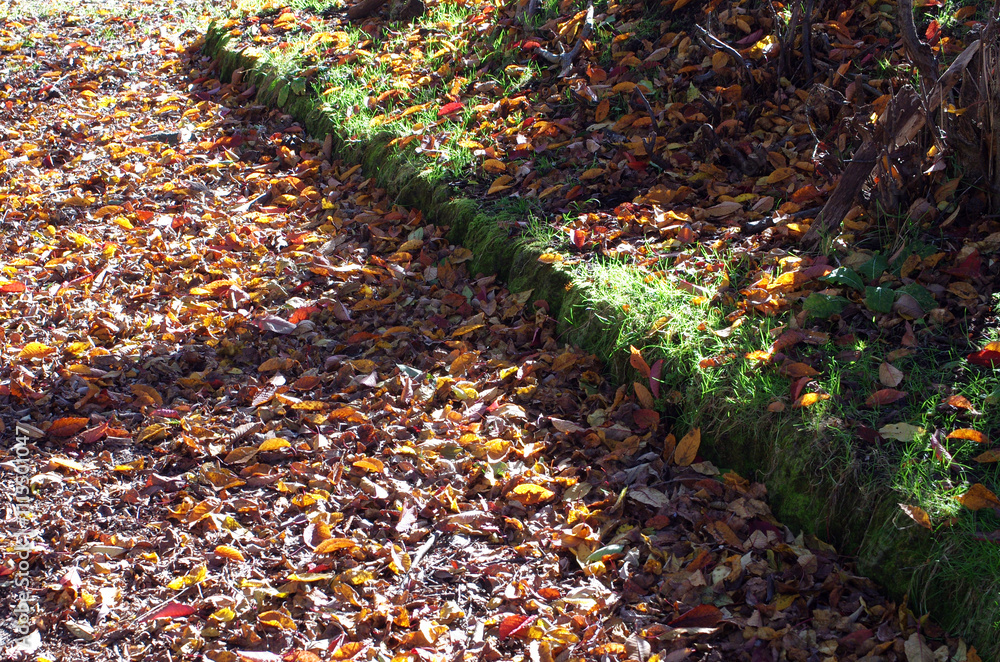 Fototapeta premium 奥日光の秋は美しく優しい。木々は輝き、水は穏やかに、足元では、落ち葉がカサコソと語りかけて来る。決して一人ではない。どこからか囀りが聞こえてくる。優しい日差しが私を暖かく包んでいる。ゆっくりと山道を登っていく。時折、苔の生えた倒木に腰をおろして深々と深呼吸。里山のやさしさ、暖かさは、私の心を癒してくれる。いつまでも此処に留まっていたい気持ちに駆られる。そして、私は暖かいコーヒーを口にした。