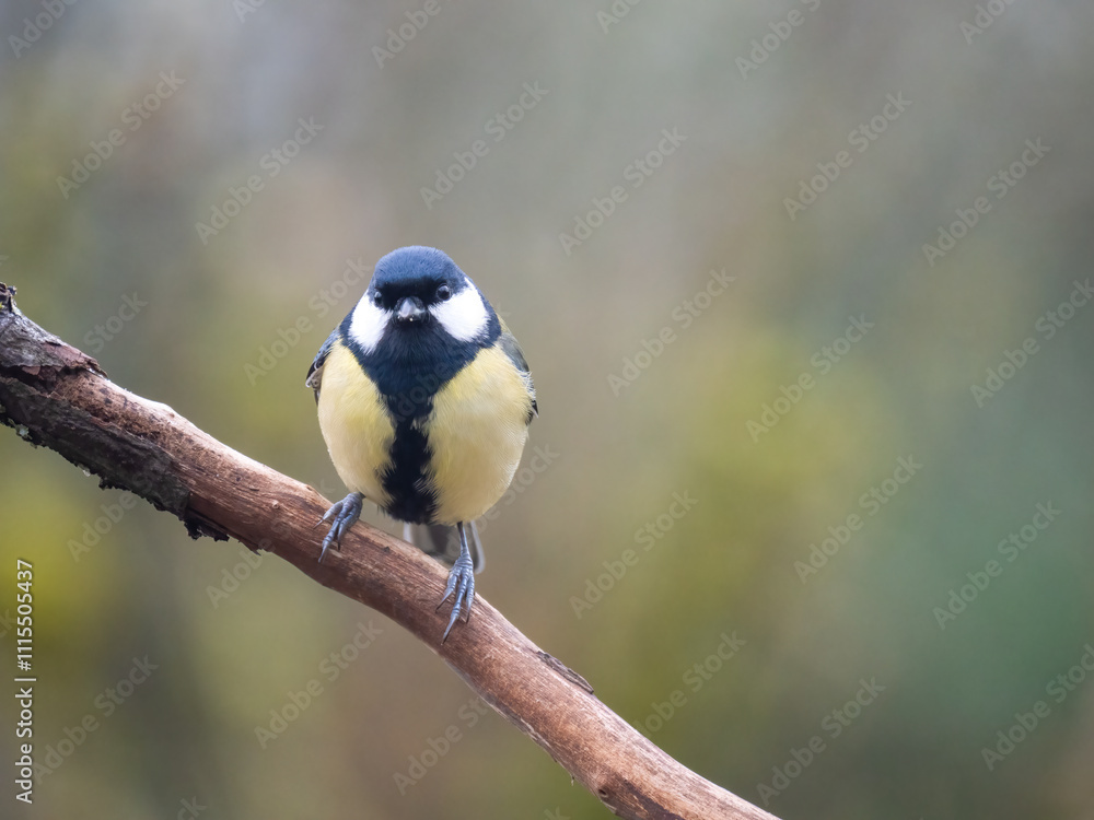 Fototapeta premium Kohlmeise (Parus major)