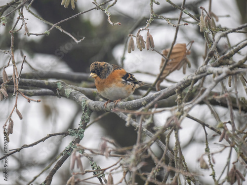 Bergfink (Fringilla montifringilla) photo