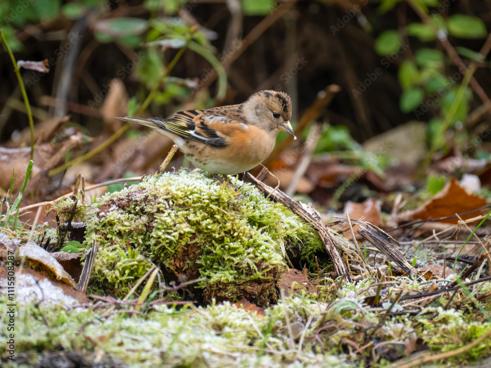 Bergfink (Fringilla montifringilla) Bergfink (Fringilla montifringilla)
