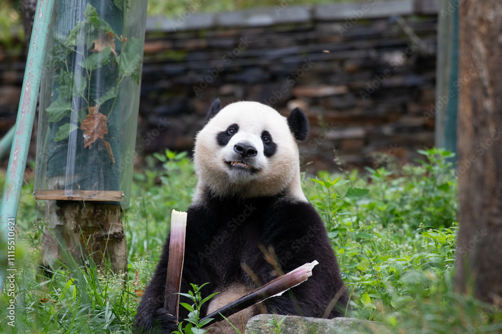 Fototapeta premium Male Panda Returned from USA, Xiao Qi Ji, Wolong Panda Base, China