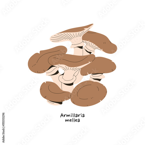 Honey fungus icon. Armillaria mellea with name. Group of small edible forest boletes. Organic boletus with cap. Woodland nature, fall harvest. Flat isolated vector illustration on white background