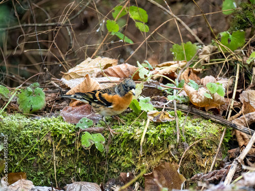 Bergfink (Fringilla montifringilla) photo