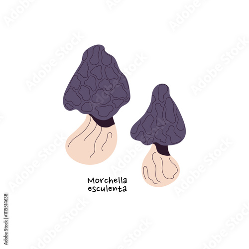 Morchella esculenta icon. Morel mushroom with name. Edible forest bolete with sponge cap. Raw boletus, fungus. Woodland nature, autumn harvest. Flat isolated vector illustration on white background
