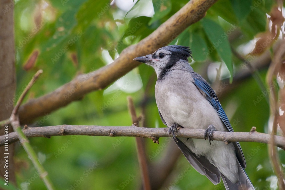 Obraz premium lilac roller