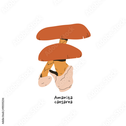 Caesar's mushroom icon. Amanita caesarea with name. Edible bolete with orange cap, volva on stipe. Forest boletus, fungus. Woodland nature. Flat isolated vector illustration on white background