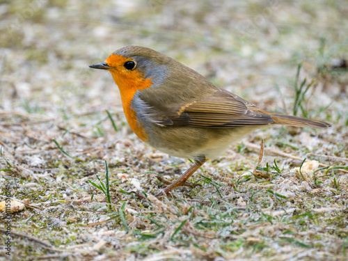 Rotkehlchen (Erithacus rubecula) photo