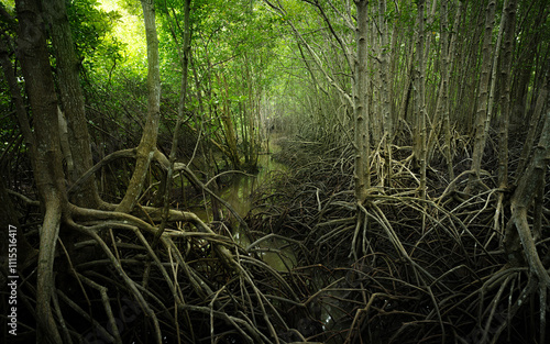 Mangrove root network in swamp forest. Nature's resilient system combating coastal erosion and climate change. Sustainable wetland habitat acting as efficient carbon sink in tidal environments. photo