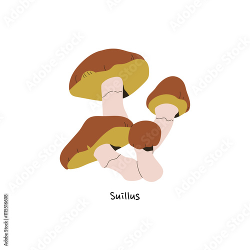 Icon of Suillus with name. Autumn forest fungus. Edible mushrooms, raw boletus for eating. Fall woodland nature. Little bolete with cap, stipe. Flat isolated vector illustration on white background