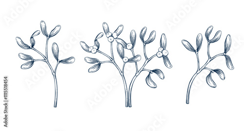 Mistletoe twig set. Botanical hand drawn Isolated vector illustration. Mistletoe sketch template for card design Christmas invitation, poster, party, holiday decor. Engraving style collection