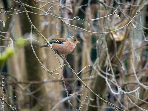 Buchfink (Fringilla coelebs),     Buchfink ,Fringilla ,coelebs,singvogel,häufig,apfelbaum,streuobstwiese,dorf,sommer,bauernhof,feldflur,eifel, gesang,singt,lied, photo