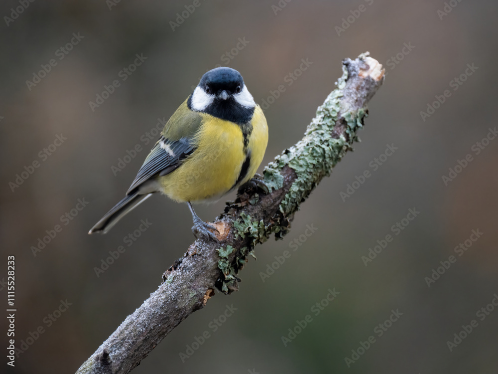 Fototapeta premium Kohlmeise (Parus major)