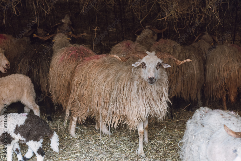 Obraz premium Sheep huddles closely together inside a barn, their thick wool illuminated by soft natural light, creating a rustic and authentic farm ambiance