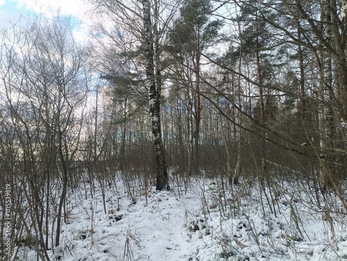 Rekyva forest and lake during sunny winter day. Pine and birch tree woodland. Wavy lake. Bushes and small trees are growing in woods. Sunny day without clouds in sky. Snowy. Nature. Rekyvos miskas. photo