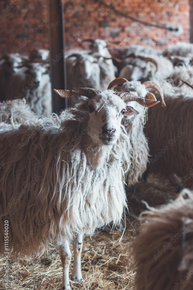 Obraz premium Sheep huddles closely together inside a barn, their thick wool illuminated by soft natural light, creating a rustic and authentic farm ambiance
