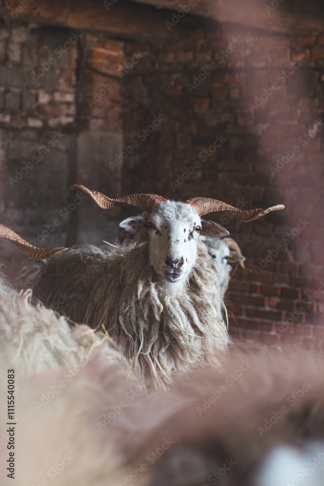 Obraz premium Sheep huddles closely together inside a barn, their thick wool illuminated by soft natural light, creating a rustic and authentic farm ambiance