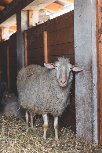 Horned goat lies comfortably on a bed of straw in a rustic barn, surrounded by other goats, creating a cozy and authentic farm atmosphere