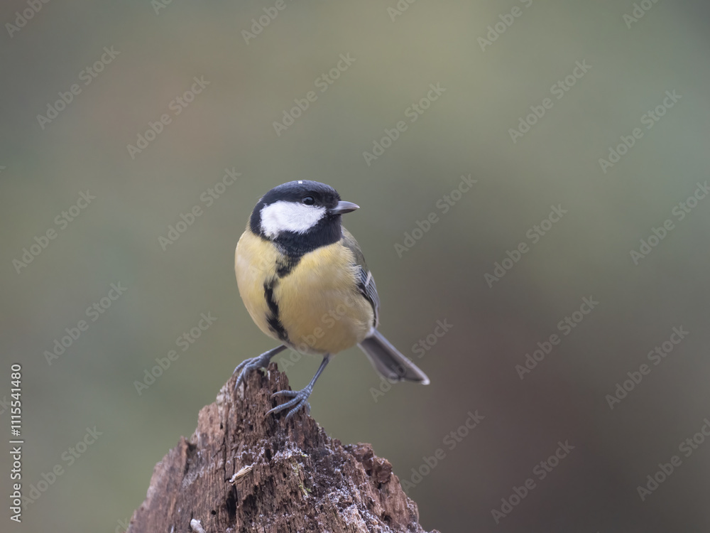 Naklejka premium Kohlmeise (Parus major)