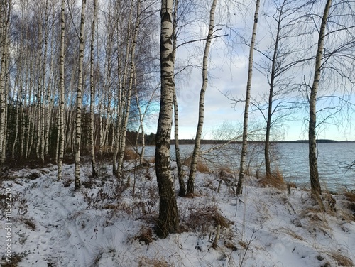 Rekyva forest and lake during sunny winter day. Pine and birch tree woodland. Wavy lake. Bushes and small trees are growing in woods. Sunny day without clouds in sky. Snowy. Nature. Rekyvos miskas. photo