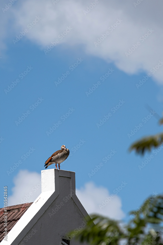 Egyptian Nile goose stands on the roof of a building like a living weather vane. African bird, invasive animal. Alopochen aegyptiaca in natural habitat. South Africa Egyptian Nile goose stands on the roof of a building like a living weather vane. African bird, invasive animal. Alopochen aegyptiaca in natural habitat. South Africa