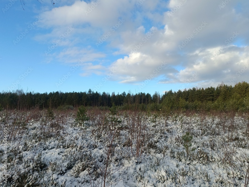 Rekyva forest during sunny winter day. Pine and birch tree woodland. Blueberry bushes are growing in woods. Sunny day with white and gray clouds in sky. Snow laying on ground. Nature. Rekyvos miskas. Rekyva forest during sunny winter day. Pine and birch tree woodland. Blueberry bushes are growing in woods. Sunny day with white and gray clouds in sky. Snow laying on ground. Nature. Rekyvos miskas.