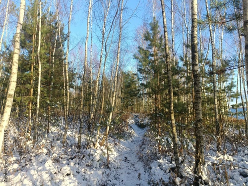 Rekyva forest and lake during sunny winter day. Pine and birch tree woodland. Wavy lake. Bushes and small trees are growing in woods. Sunny day without clouds in sky. Snowy. Nature. Rekyvos miskas. photo